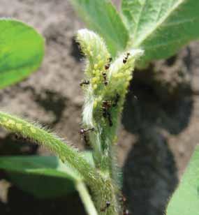 Other visual cues Sometimes the presence of other insects can be helpful for the first detection of soybean aphid.