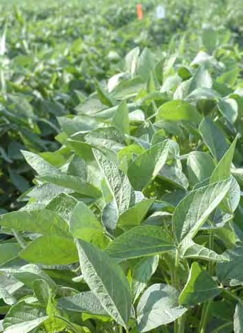 integrated pest management Soybean aphid is most effectively