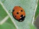 predators Lady beetles These predators are the most important soybean aphid natural enemy.