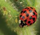 there are several lady beetles in the north-central region, consisting of both native and exotic