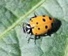 Soybean aphid field guide 37 Convergent lady beetle Pirate bugs Pirate bugs are a
