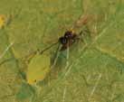 parasitoids Parasitoids are minute, stingless wasps that use aphids as a host for their developing larvae.