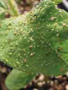 soybean aphid parasitoids to the United States.