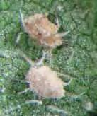 Soybean aphid field guide 41 pathogens Several beneficial fungi have been found to infect and kill soybean aphid in the north-central region.