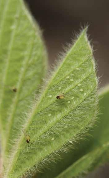 Biology Soybean aphid is a relatively recent invader of soybean in