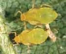 Winged Winged aphids have two pairs of wings and a similar body shape and size as wingless forms. The clear forewings extend well past the end of the abdomen and act like sails for catching wind.