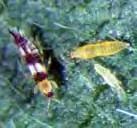 Soybean aphid field guide 9 look-alikes Although there are no other aphids that colonize soybean in the north-central region of the United States, there are other insects that can be confused with