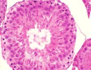 Histology After