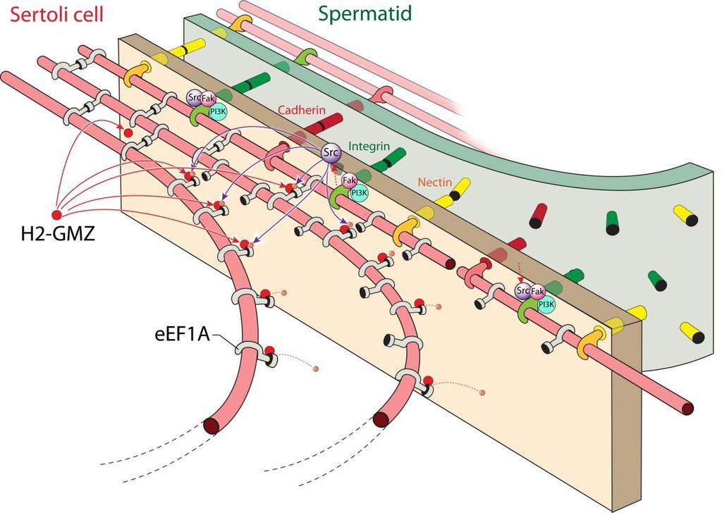 Current Hypothesis for Gamendazole and Adjudin Mechanism of Action F-actin filaments which form a vital structural component of the apical ectoplasmic association (aes) are bundled by eef1a-1.