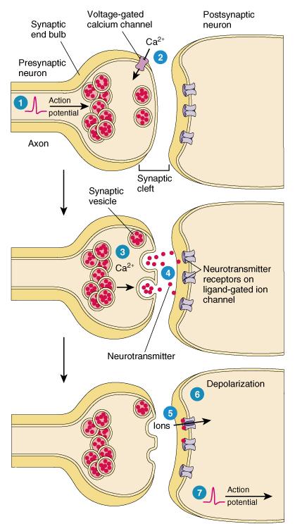 Synapse/Junctions Chemical Synapse Impulse/action potential/wave of depolarization travels along the membrane of the presynaptic neuron impulse reaches the synaptic bulb near the cleft Ca 2+ gates