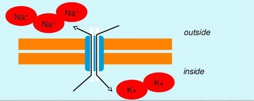 Neurophysiology Resting Neuron Na + -K + pump Resting neuron: Outside: positive+ + + + + + + + + Inside: negative- - - - - - - - - - Membrane is called polarized.