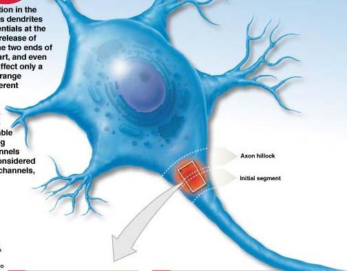 Action potential (AP) Neurophysiology Stimulated Neuron An action potential is a very rapid change in membrane potential that occurs when a nerve