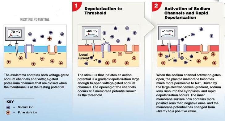 Generation of an action potential