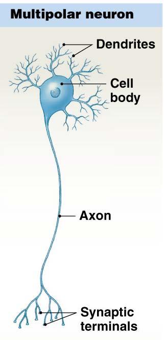 Bipolar neuron: have one axon and one dendrite found in sensory