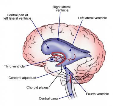 cavities) of the brain.
