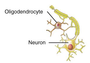 Neuroglial Cells 4 Types in CNS-Oligodendrocytes 3.