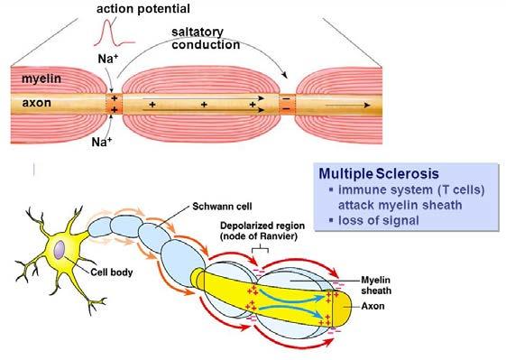 Nerve processes exist as bundles (tracts in CNS and nerves in PNS) they need to be insulated to prevent current leakage from axon and helps in electrical conduction along the length of the axon.