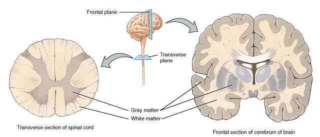 Gray Matter vs. White Matter Remember: myelin sheaths wrap around the nerve fibers myelin is made up of 80% lipids and 20% proteins lipids give the tissue a silvery white coloration.