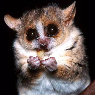 MRD in Primate hibernation [Stress Kinases ] Luminex technology Gray Mouse Lemur * * * Warm Hibernator Daily
