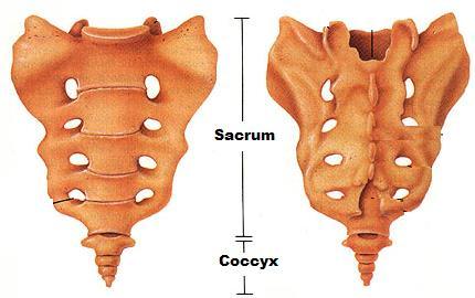 Components of the vertebral column: 1- Vertebrae: comprise about 3/4 of its length. They are divided into: a) Separate vertebrae: 8 cervical, 12 thoracic and 5 lumbar.