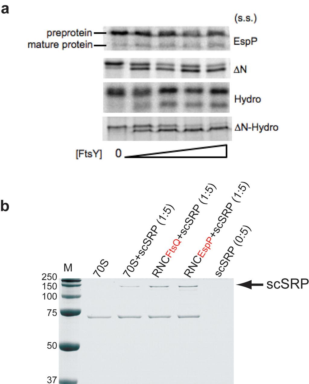 Supplementary Figure 1: In vitro translocation of EspP signal sequence variants and SRP binding to ribosomal complexes.