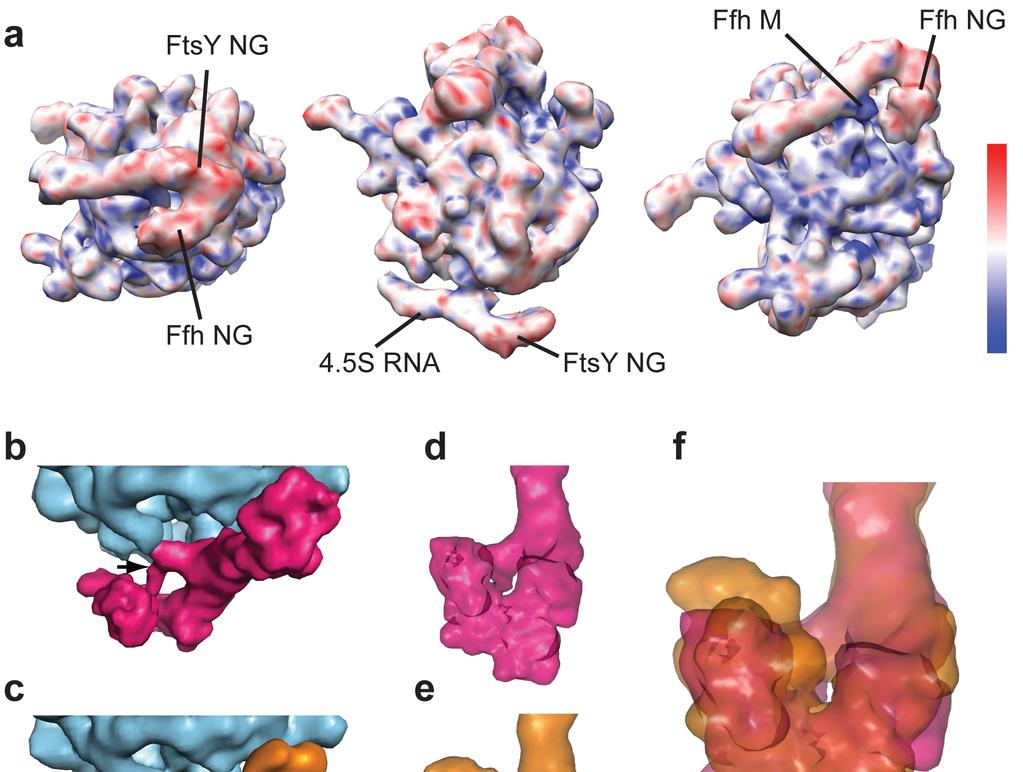 Supplementary Figure 6: Conformational heterogeneity in the RNC EspP -SRP-FtsY reconstruction.
