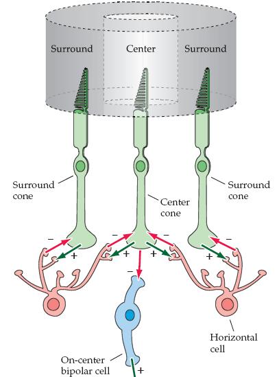 Retinal ganglion cells on cells respond to the appearance of the light spot in their receptive field