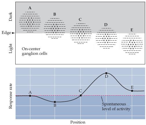 Responses of a hypothetical population of oncenter ganglion cells whose receptive fields (A E) are distributed across a light-dark