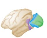 Visual cortex : occipital lobe below the occipital bone of skull Subdivisions Brodmann (on