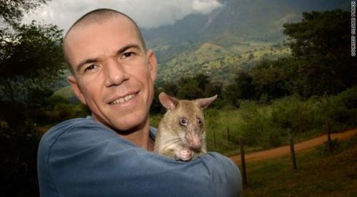 Using Pouched Rats to De