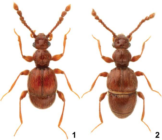 Acta Entomologica Musei Nationalis Pragae, 51(2), 2011 531 Figs. 1 2. Dorsal habitus of Batricavus tibialis Yin & Li, gen & sp. nov. 1 male; 2 female.
