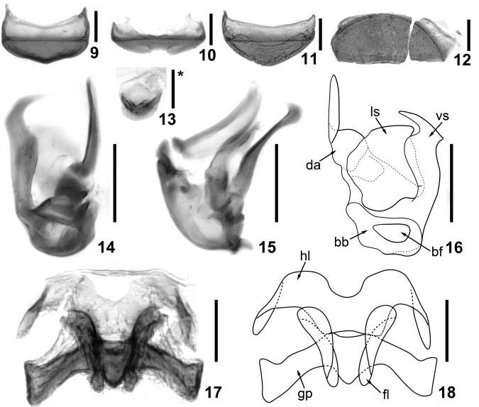 Acta Entomologica Musei Nationalis Pragae, 51(2), 2011 533 Figs. 9 18. Details of Batricavus tibialis Yin & Li, gen. & sp. nov.
