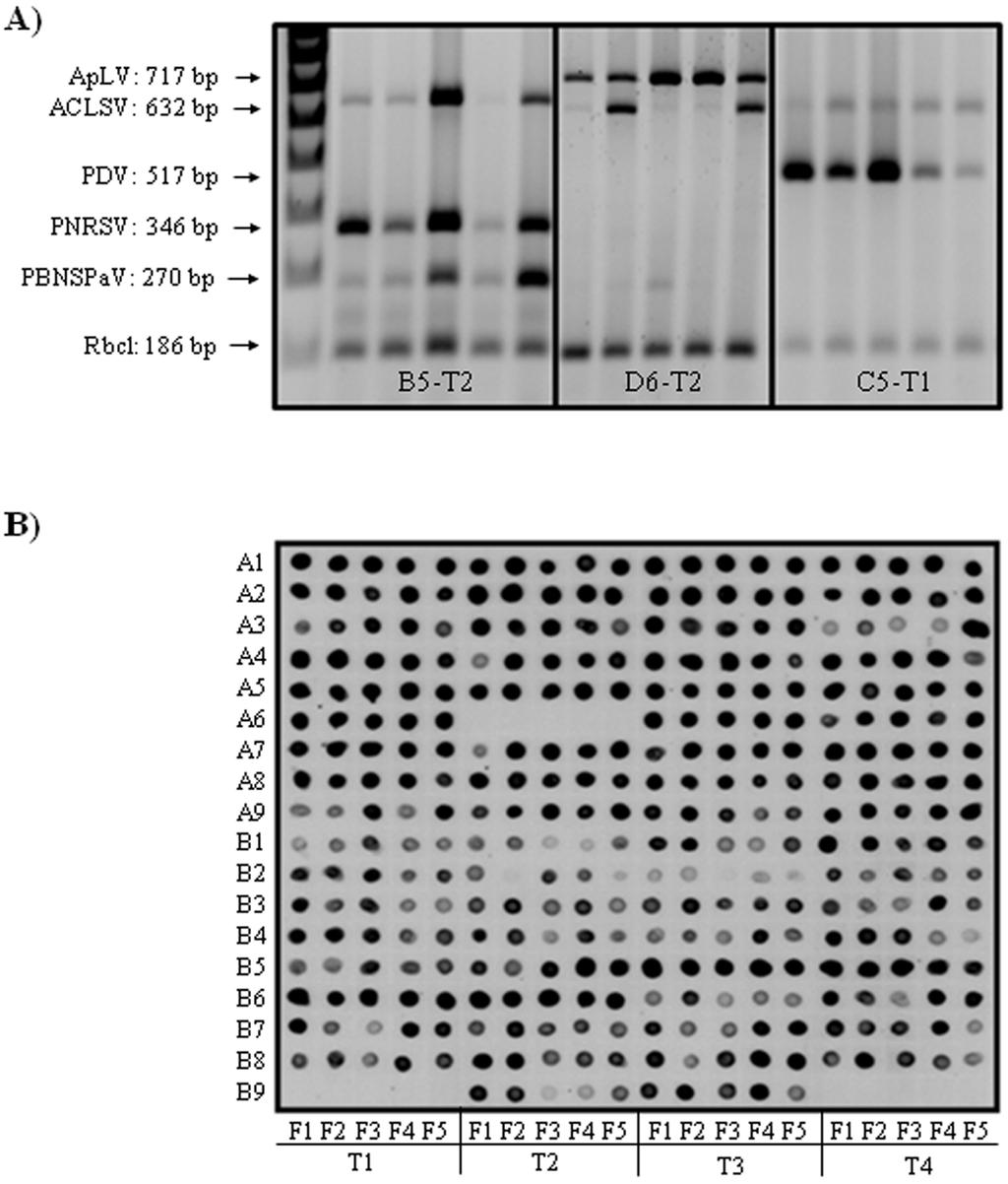 M. Rubio et al. Figure 1. A) Multiplex RT-PCR for eight viruses (ACLSV, ApLV, ApMV, APLPV, PDV, PNRSV, PBNSPaV and PPV).