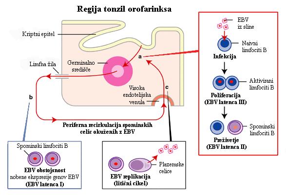Okuţba z EBV se lahko izide tako, da (Slika 6) (4): se EBV razmnoţuje v limfocitih B ali epitelijskih celicah ţlezah slinavk, ki so dovzetne za okuţbo z virusom; EBV stimulira rast limfocitov B in