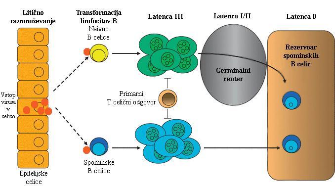 EBV izraţa različne gene, da se izogne imunskemu odzivu, kot so BLLF1a/b, ki z vezavo gp350/220 glikoproteina na CR2 moti posredovano B celično stimulacijo.