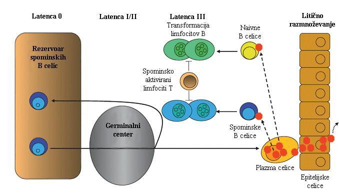K širjenju okuţenih limfocitov v germinalnem centru pripomoreta LMP-1 in LMP-2A, kot nadomestek za CD40 B celični signal.