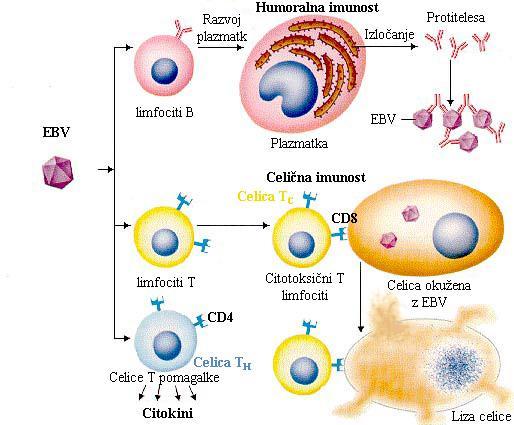 1.7 IMUNSKI ODZIV Za razvoj humoralnega in celično posredovanega odziva so potrebne interakcije med različnimi tipi celic.