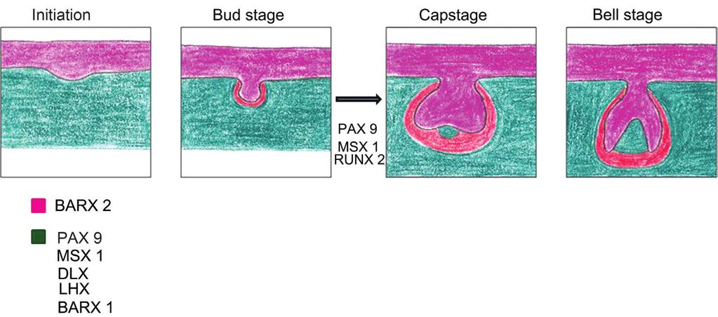 Figure 1: Representation of role of genes at various stages of tooth development are a particular cluster of homeobox genes which function in patterning the body axis thereby providing the identity