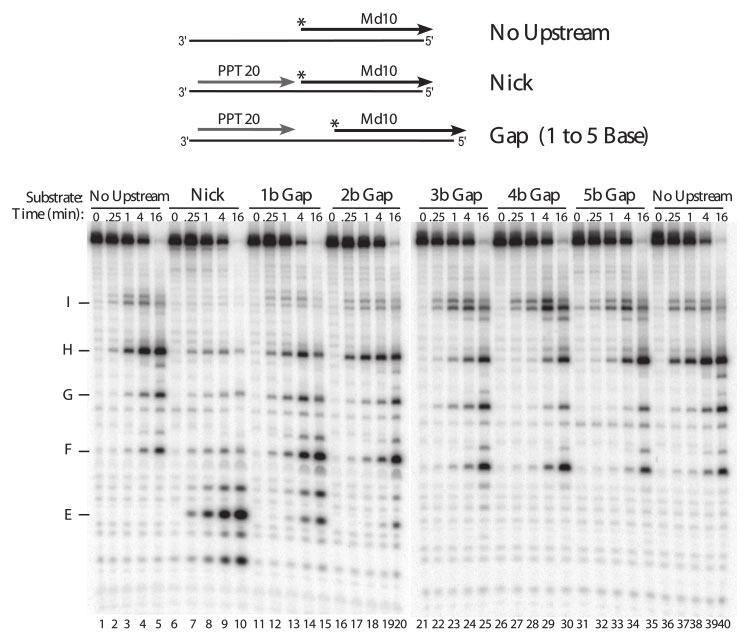 terminus of upstream PPT20 and the 5 -end of Md1 (1- to 5-base gap). Substrates were incubated with M-MuLV reverse transcriptase, and analyzed as described in Fig. 2.