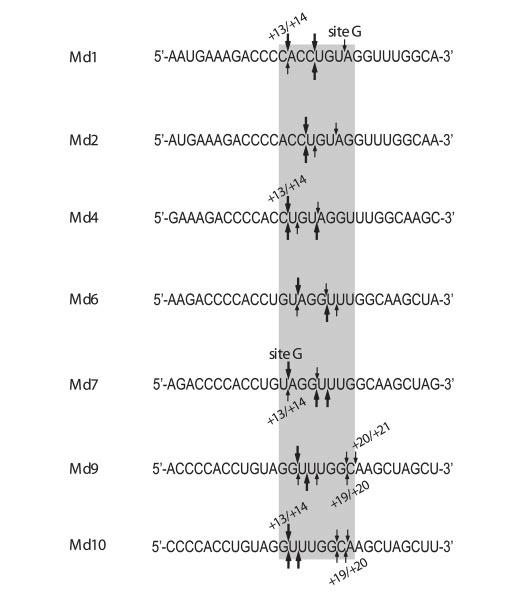 FIGURE 10. Comparison of HIV-1 and M-MuLV RNase H 5 -end-directed cleavages in the sequences of RNAs Md1-Md10.