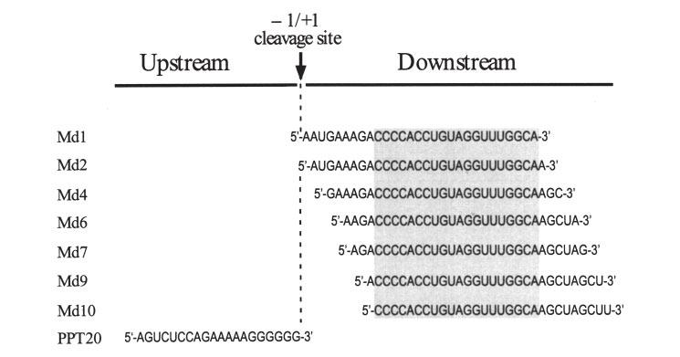 FIGURE 1. RNA oligonucleotides used in RNase H cleavage assays.