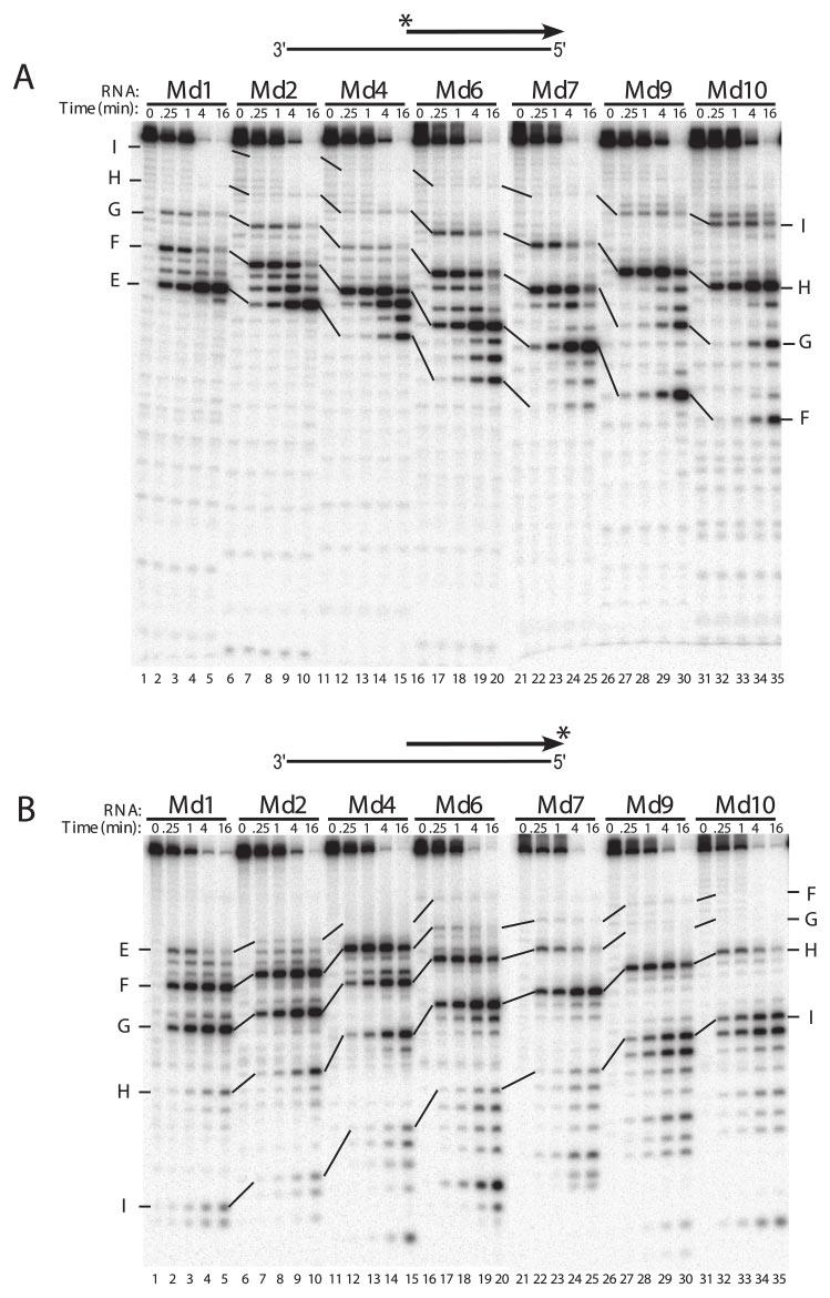 FIGURE 2. Analysis of 5 -end-directed RNase H cleavages in RNAs Md1 through Md10 using HIV-1 reverse transcriptase.