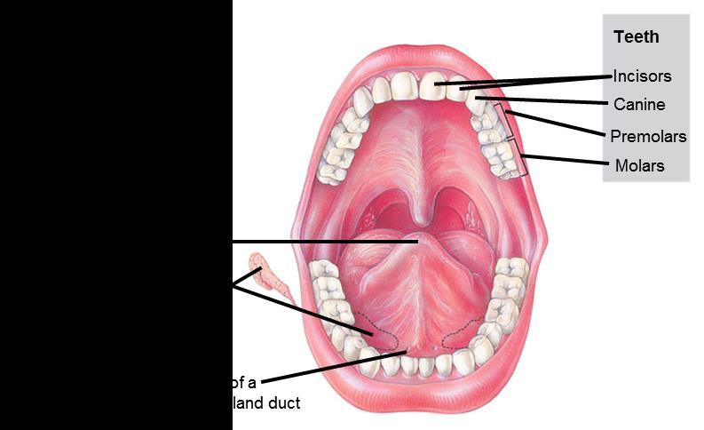 DIGESTION OCCURS IN THE ORAL CAVITY The teeth break up food, saliva moistens, and salivary