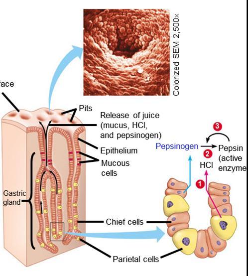 GASTRIC JUICES The gastric glands have three types of cells that secrete different components of the gastric juice 1.