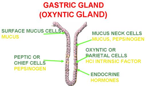 REGULATION Secreting pepsin in the inactive form, pepsinogen, protects the cells of the gastric glands Mucus helps protect the stomach lining from both pepsin and acid Cells in our gastric gland do