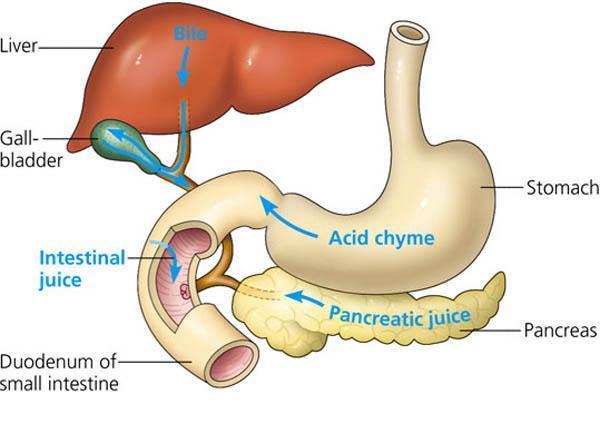 ACID CHYME Pyloric sphincter helps regulate the passage of acid chime in squirts into the small intestine This can take 2-6 hours to empty after a meal An acid chime rich in fats slows the