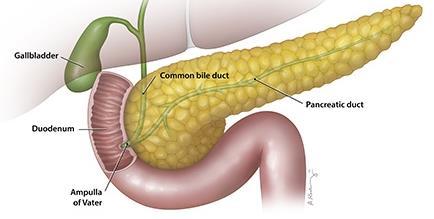 THE PANCREAS The pancreas produces a mixture of digestive enzymes and an alkaline solution rich in