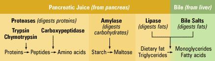 produced in the pancreas include; Pancreatic amylase (maltose and other dissacharides) Trypsin &