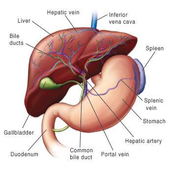 Bile contains bile salts that emulsify fats Increase surface area,