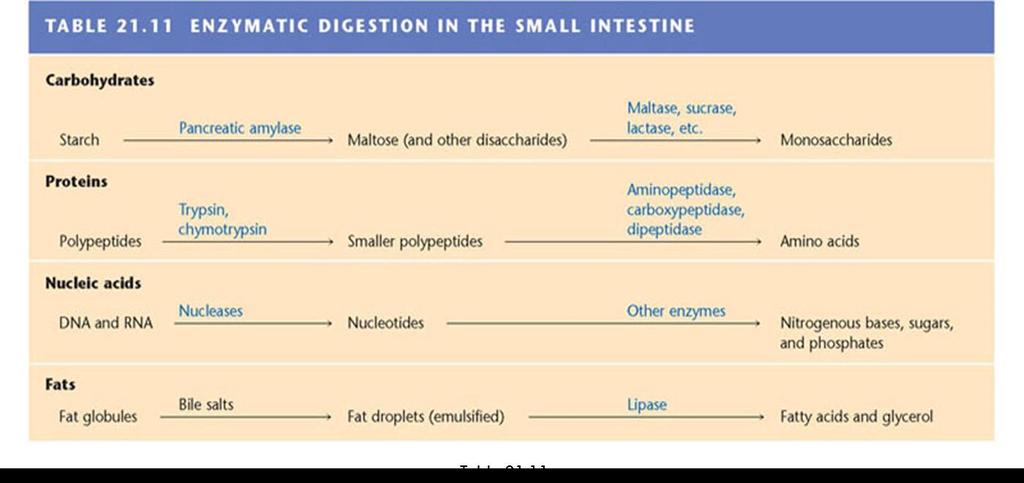 ENZYMES AND DIGESTION Know the enzymes in the